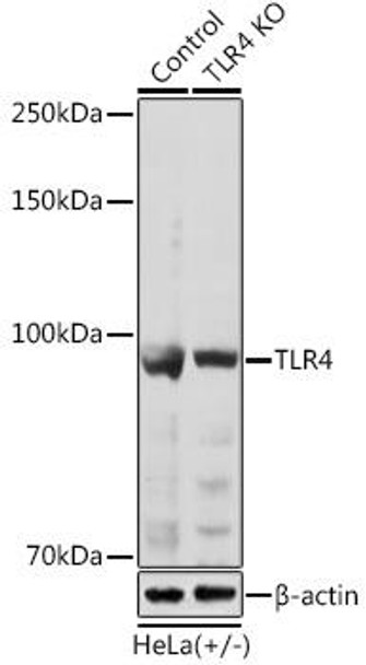 Anti-TLR4 Antibody (CAB11226)[KO Validated]