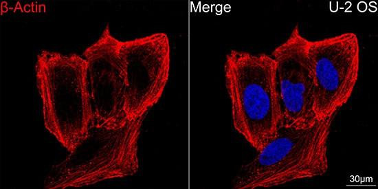 Confocal imaging of U-2 OS cells using β-Actin Mouse mAb (CABC004, dilution 1:200) followed by a further incubation with Cy3-conjugated Goat anti-Mouse IgG (H+L) (CABS008, dilution 1:500) (Red). DAPI was used for nuclear staining (Blue). Objective: 100x.