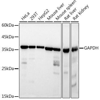 Western blot analysis of various lysates using GAPDH Mouse mAb (CABC002) at 1:10000 dilution incubated overnight at 4°C. Secondary antibody: HRP-conjugated Goat anti-Mouse IgG (H+L) (CABS003) at 1:10000 dilution. Lysates/proteins: 25μg per lane. Blocking buffer: 3% nonfat dry milk in TBST. Detection: ECL Basic Kit (AbGn00020). Exposure time: 1s.