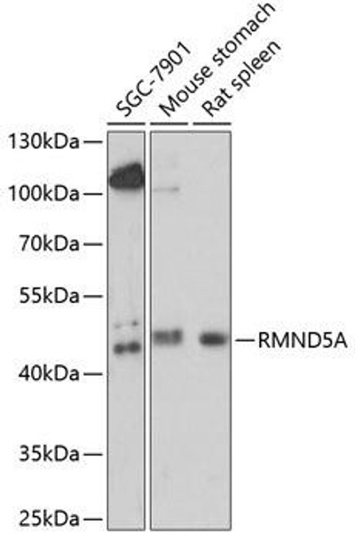 Anti-RMND5A Antibody (CAB14924)