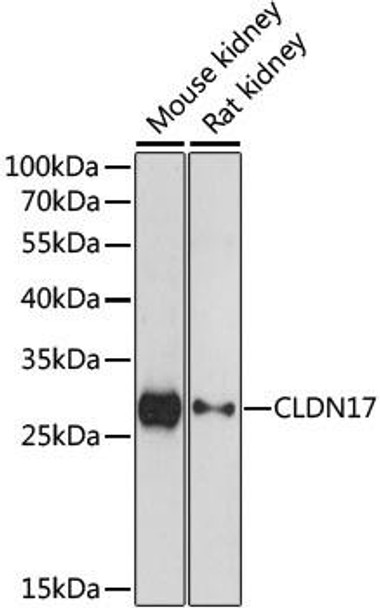 Anti-CLDN17 Antibody (CAB15151)