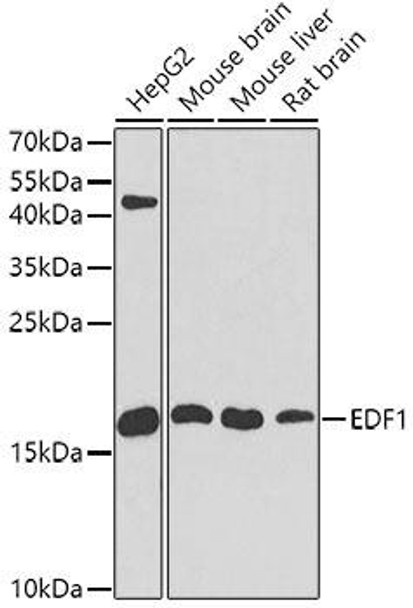 Anti-EDF1 Antibody (CAB2283)[KO Validated]