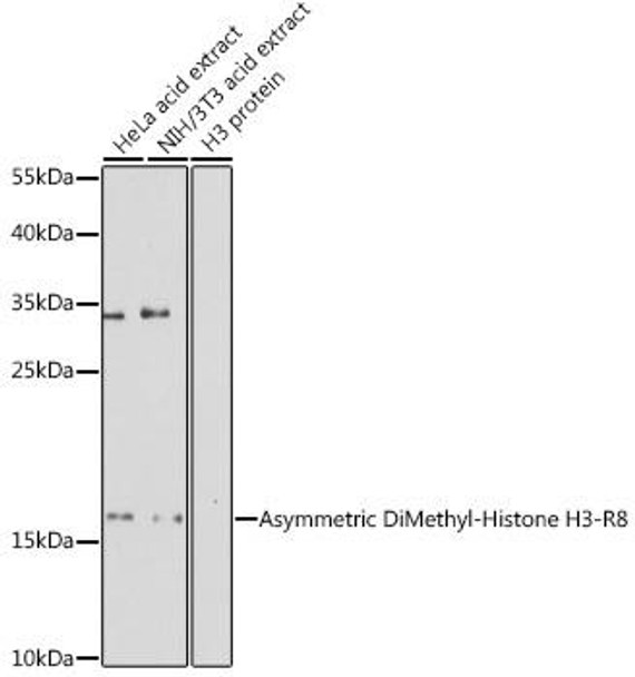 Anti-Asymmetric DiMethyl-Histone H3-R8 Antibody (CAB3157)