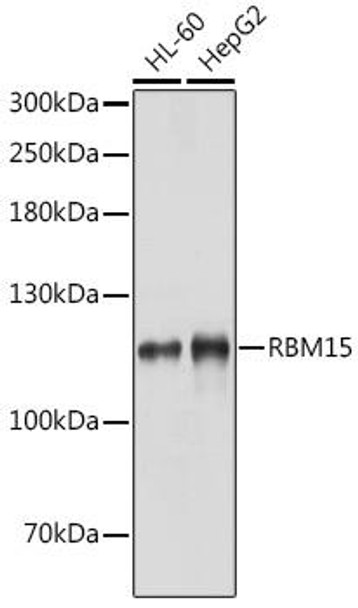 Anti-RBM15 Antibody (CAB4936)
