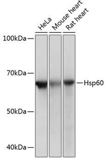 Anti-Hsp60 Antibody (CAB0564)