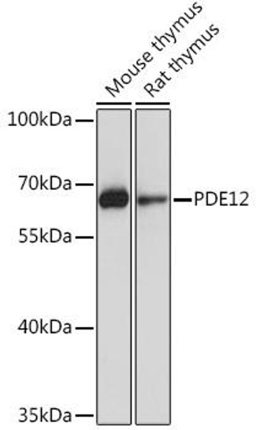 Anti-PDE12 Antibody (CAB17270)