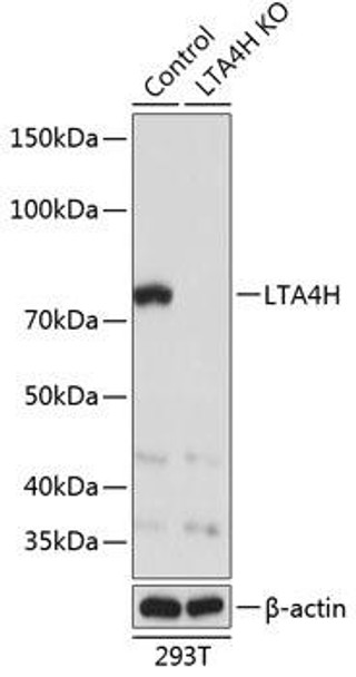 Anti-LTA4H Antibody (CAB19940)[KO Validated]