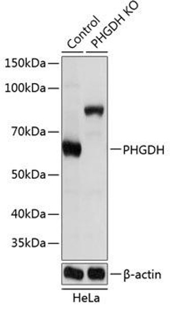 Anti-PHGDH Antibody (CAB19974)[KO Validated]