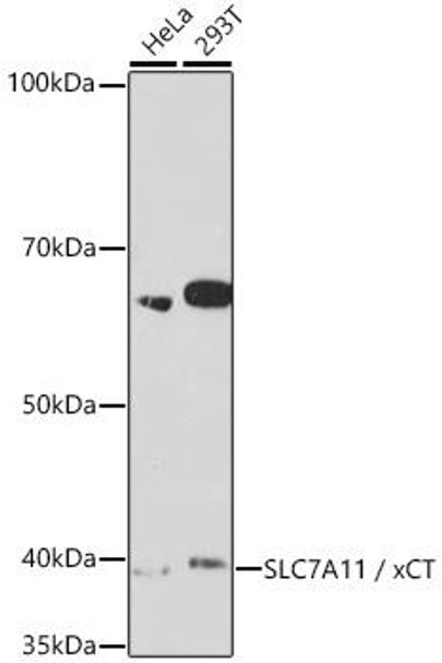 Anti-SLC7A11 / xCT Antibody (CAB2413)