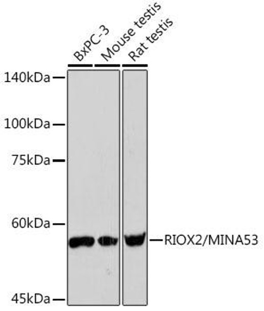 Anti-RIOX2/MINA53 Antibody (CAB19809)