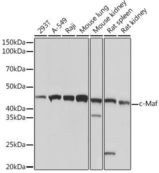 Anti-c-Maf Antibody (CAB3361)