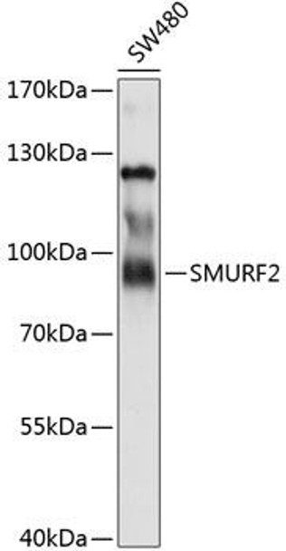 Anti-SMURF2 Antibody (CAB10592)