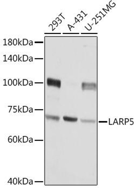 Anti-LARP5 Antibody (CAB13077)