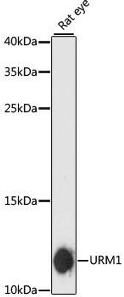 Anti-URM1 Antibody (CAB13817)
