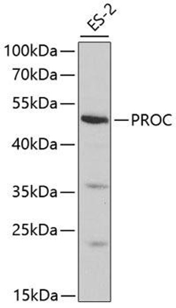 Anti-PROC Antibody (CAB1432)
