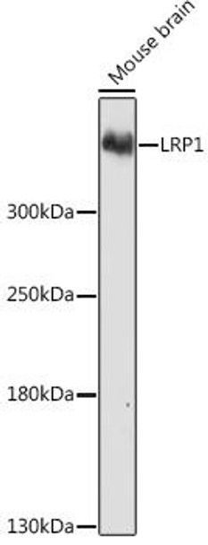 Anti-LRP1 Antibody (CAB1439)