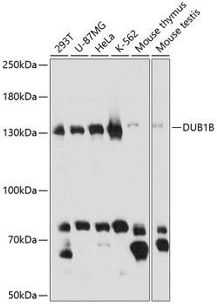 Anti-BUB1B Antibody (CAB14525)