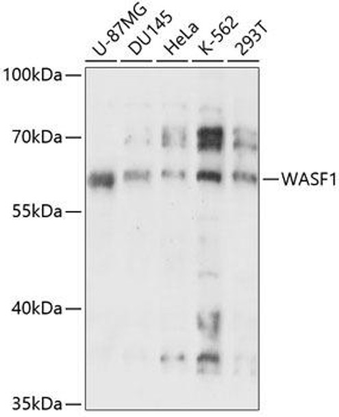 Anti-WASF1 Antibody (CAB14624)