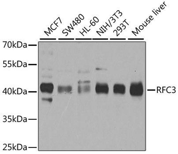 Anti-RFC3 Antibody (CAB4075)