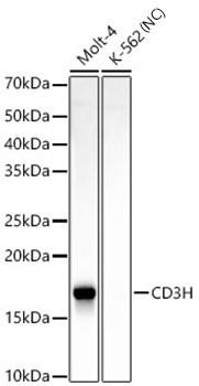 CD3H Rabbit Monoclonal Antibody