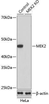 Anti-MEK2 [ARC0361] Monoclonal Antibody -Knockout Validated (CAB19078)