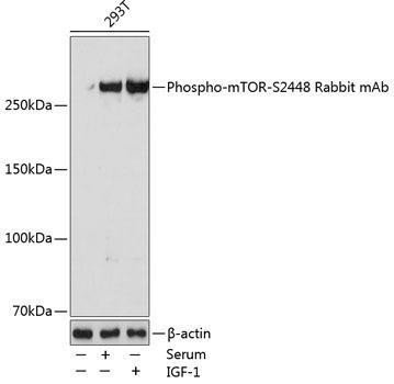 Anti-Phospho-mTOR-S2448 [ARC0094] Monoclonal Antibody (CABP0115)