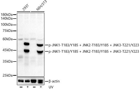 Anti-Phospho-JNK1-T183/Y185 + JNK2-T183/Y185 + JNK3-T221/Y223 [ARC55880] Monoclonal Antibody (CABP1337)