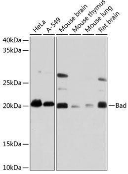 Anti-Bad Monoclonal Antibody (CAB19595)