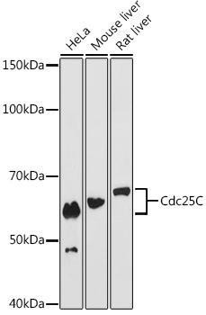 Anti-Cdc25C [ARC0622] Monoclonal Antibody (CAB12234)
