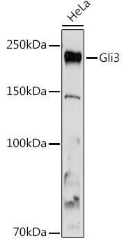 Anti-Gli3 [ARC1941] Monoclonal Antibody (CAB3300)
