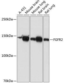 Anti-FGFR2 [ARC0480] Monoclonal Antibody (CAB19051)