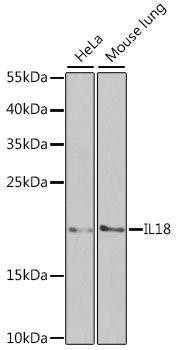 Anti-IL18 Antibody -Knockout Validated (CAB1115)