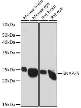 Anti-SNAP25 [ARC0736] Monoclonal Antibody (CAB2234)