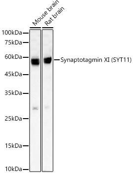 Anti-Synaptotagmin XI (SYT11) [ARC59135] Monoclonal Antibody (CAB23089)