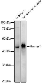 Anti-Homer1 [ARC3008] Monoclonal Antibody (CAB21136)