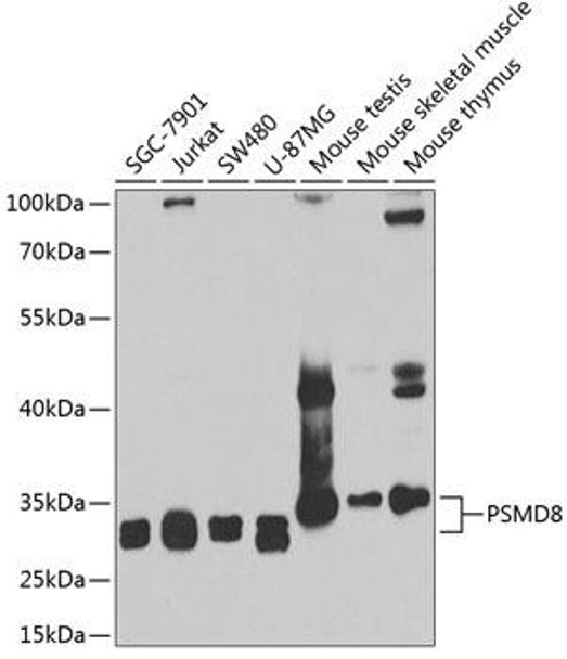 Anti-PSMD8 Antibody (CAB6955)