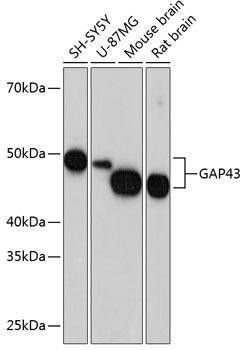 Anti-GAP43 [ARC0246] Monoclonal Antibody (CAB19055)