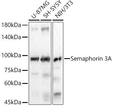 Anti-Semaphorin 3A [ARC56474] Monoclonal Antibody (CAB22204)