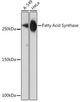 Anti-Fatty Acid Synthase (FASN) [ARC0377] Monoclonal Antibody (CAB19050)