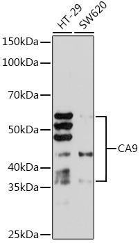 Anti-Carbonic Anhydrase 9 (CA9/G250) [ARC1275] Monoclonal Antibody (CAB4934)