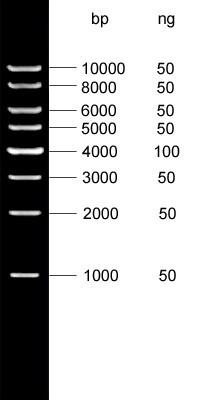 GenieLadder 1 kb DNA Ladder