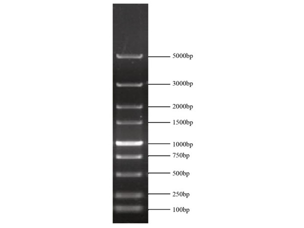 GenieLadder 5 kb DNA Ladder