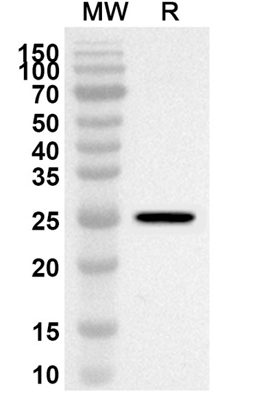 Anti-Ofatumumab Polyclonal Antibody