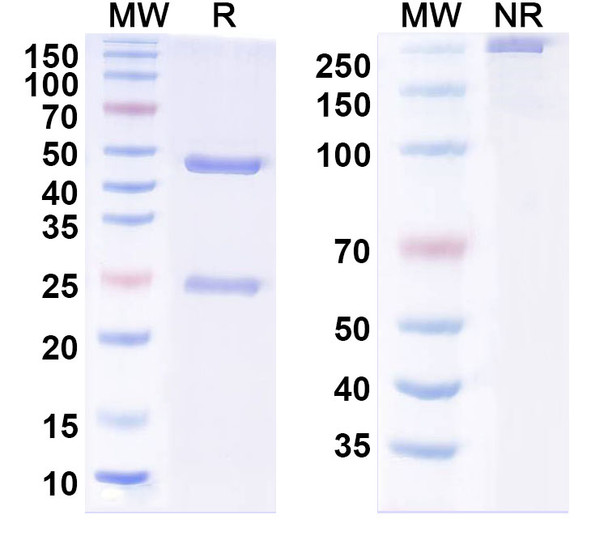 Anti-Trastuzumab Idiotypic Antibody [SAA2113]