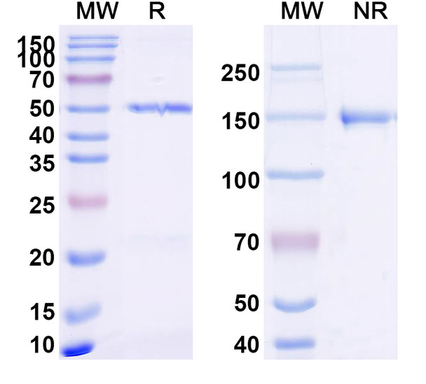 Anti-Dupilumab Non-Neutralizing Antibody [SAA2184]