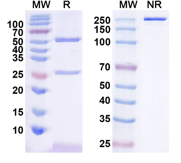 Anti-Nivolumab Neutralizing Antibody [SAA2577]