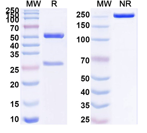 Anti-Nivolumab Neutralizing Antibody [SAA2576]
