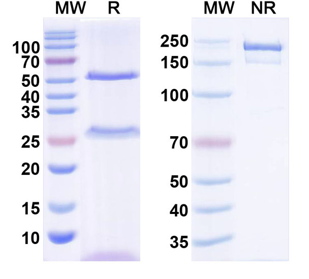 Anti-Nivolumab Neutralizing Antibody [SAA2573]
