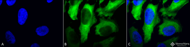 Immunocytochemistry/Immunofluorescence analysis using Mouse Anti-Hsp27 Monoclonal Antibody, Clone 5D12-A3 (STMA00037). Tissue: Heat Shocked cervical cancer cells (HeLa). Species: Human. Fixation: 2% Formaldehyde for 20 min at RT. Primary Antibody: Mouse Anti-Hsp27 Monoclonal Antibody (STMA00037) at 1:100 for 12 hours at 4°C. Secondary Antibody: FITC Goat Anti-Mouse (green) at 1:200 for 2 hours at RT.