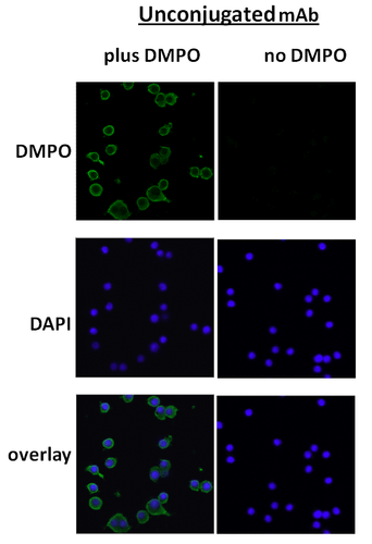 Immunocytochemistry/Immunofluorescence analysis using Mouse Anti-DMPO Monoclonal Antibody, Clone N1664A (STMA00051). Tissue: macrophage cell line (Raw 264.7). Species: Mouse. Primary Antibody: Mouse Anti-DMPO Monoclonal Antibody (STMA00051) at 1:100. Secondary Antibody: Alexa Fluor 488 Goat Anti-Mouse (green) at 1:1000. Counterstain: DAPI (blue) nuclear stain.